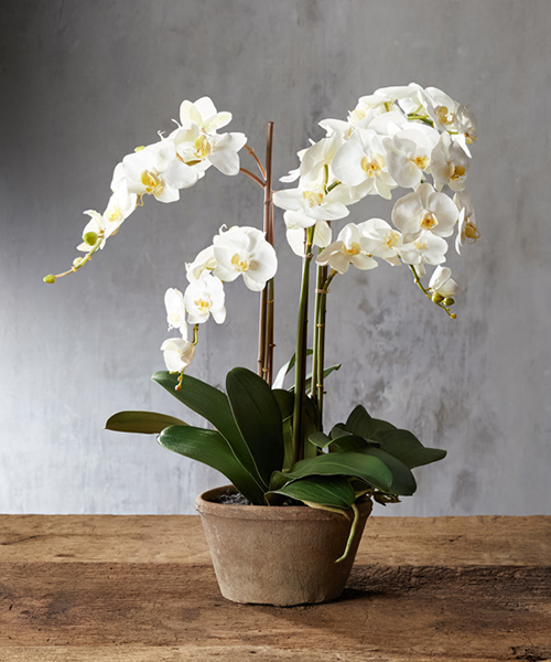 Faux White Orchid | Rustic Florals