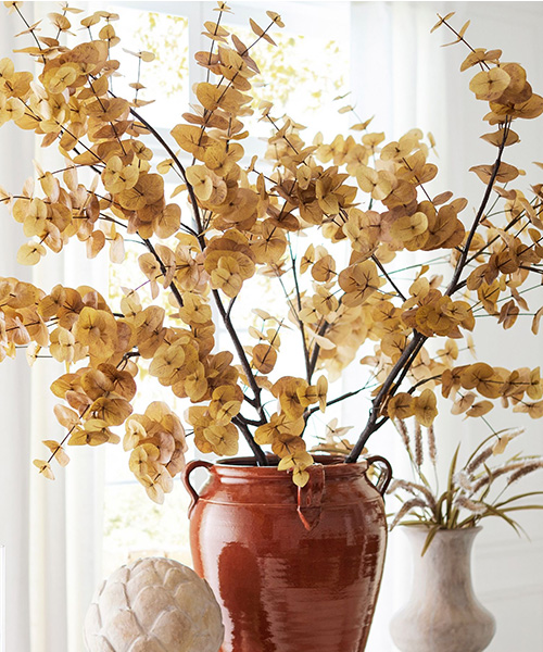 Autumn Eucalyptus Fall Branches
